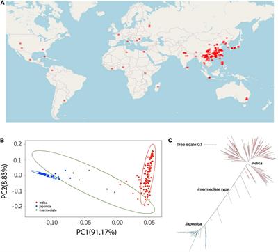 Combining GWAS, Genome-Wide Domestication and a Transcriptomic Analysis Reveals the Loci and Natural Alleles of Salt Tolerance in Rice (Oryza sativa L.)